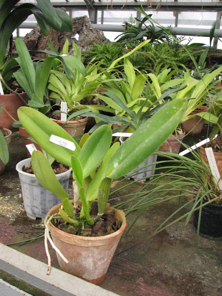 Cattleya labiata alba Nuvem Branca x Cattleya labiata caerulea Estrelinha.jpg