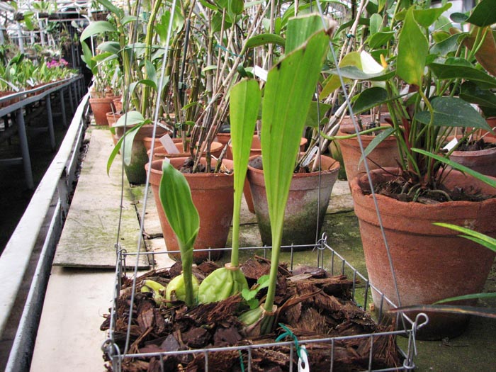 Aciopea Gunther Gerlach.jpg