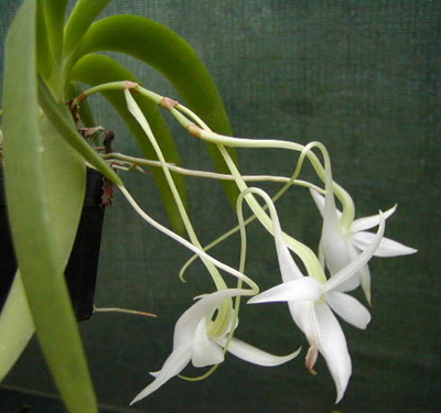Angraecum%20leonis.jpg