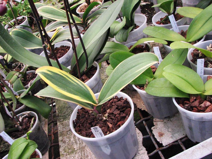 Phalaenopsis Matou Freed 2.jpg