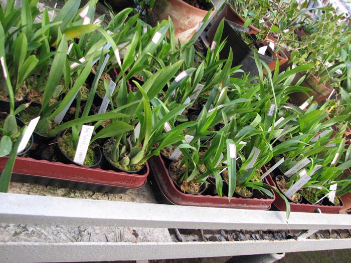 Oncidium Twinkle.jpg