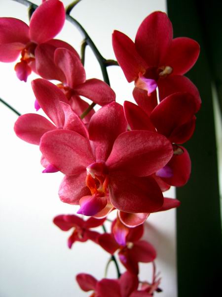 Phal.red hot imperial Evergreen Hill.jpg