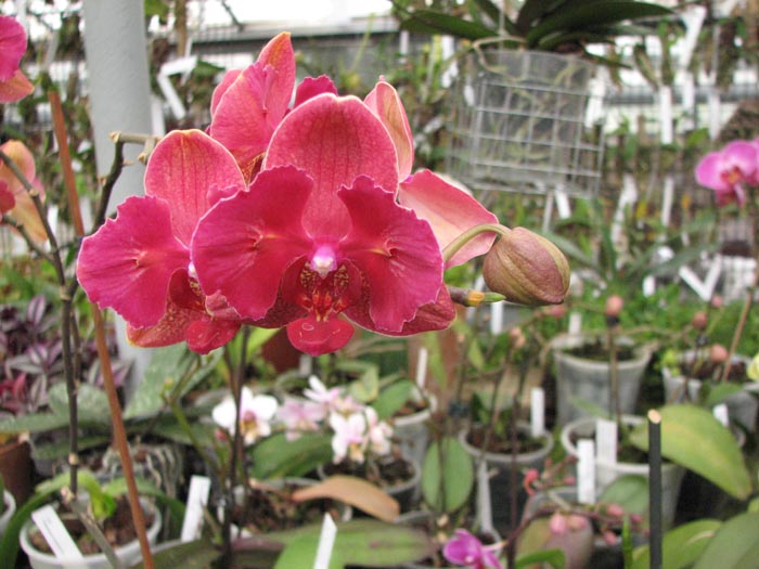 phal hybrid 3.jpg