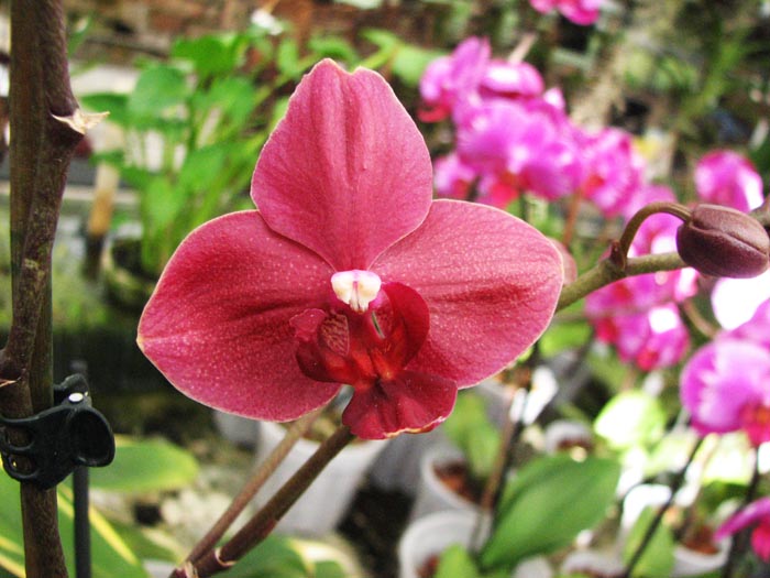 phal hybrid 5.jpg