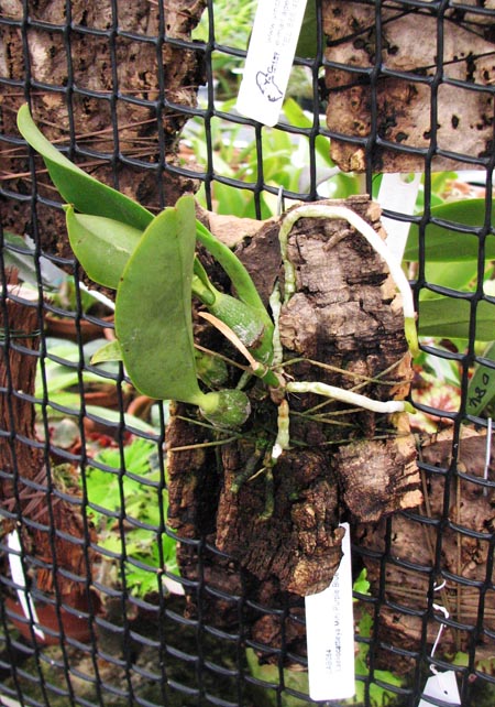 Laeliocattleya Mini Purple Blue Queen.jpg