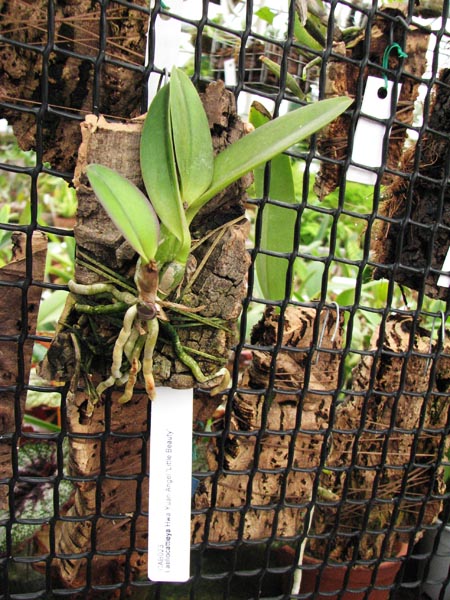 Laeliocattleya Hwa Yuan Angel Little Beauty.jpg