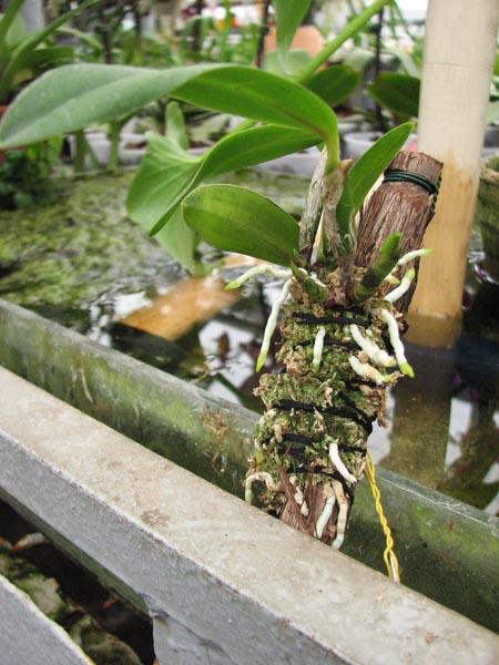 Cattleya bicolor var alba x Sophronitis coccinea.jpg