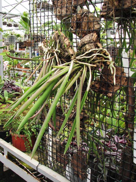 Brassavola nodosa 2.jpg