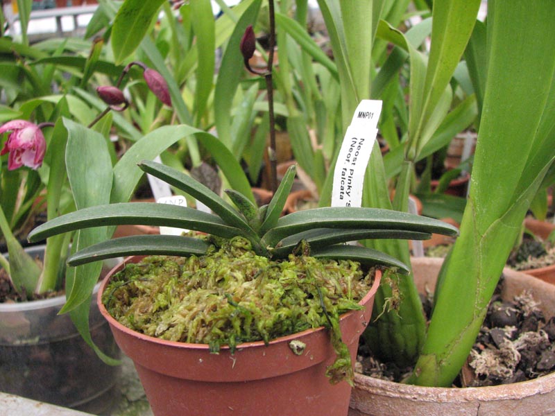 Neostillis Pinky Starry Night 1.jpg