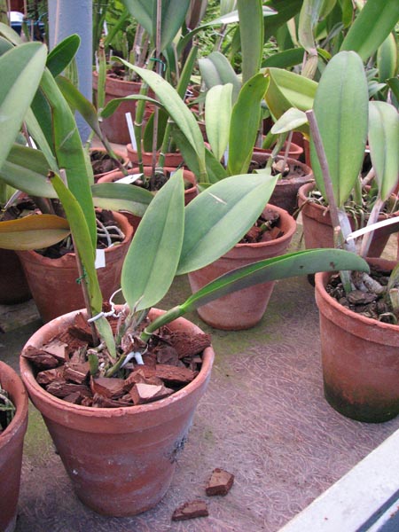 Brassolaeliocattleya Chia Lin Beauty Red Devil x New City.jpg