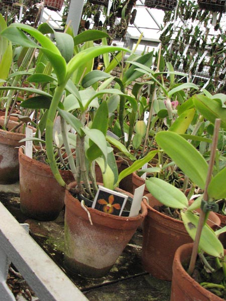 Cattleya porphyroglossa.jpg