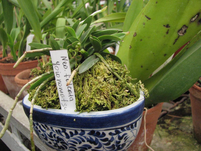 Neofinetia falcata Yodonomatsu.jpg