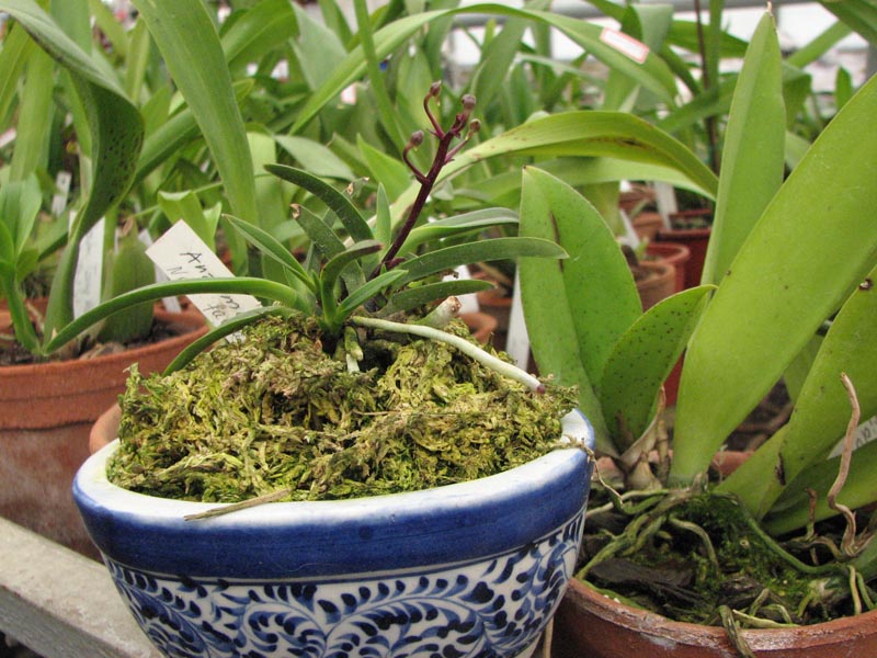 Neofinetia falcata Anzumaru.jpg