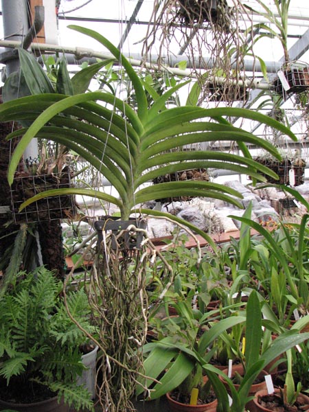 Ascocenda Vilas – Vanda Dr Anek.jpg