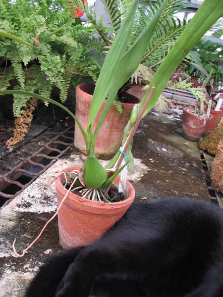 Encyclia fragrans × Encyclia cochleata.jpg