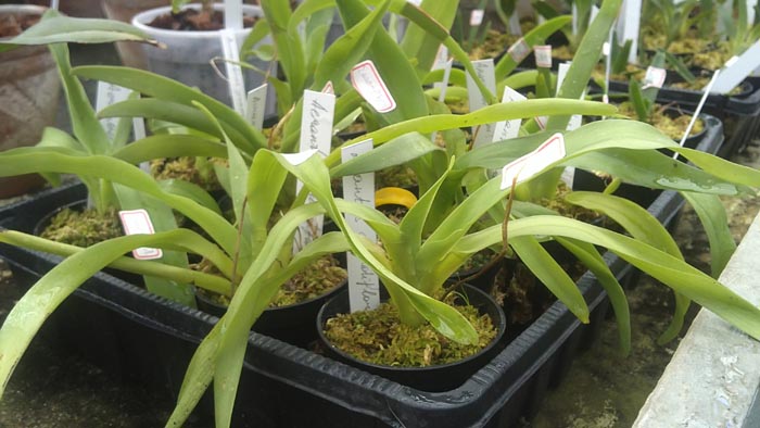 Aeranthes grandiflora 3.jpg
