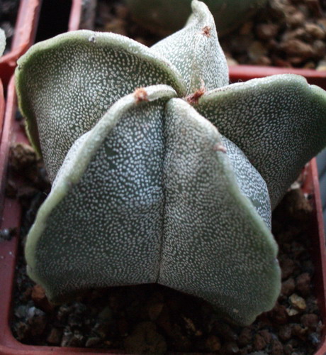 Astr myriostigma 2006 10 10.jpg