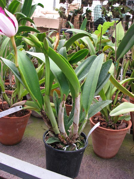 Brassolaeliocattleya Haw Yuan Beauty Pearl.jpg