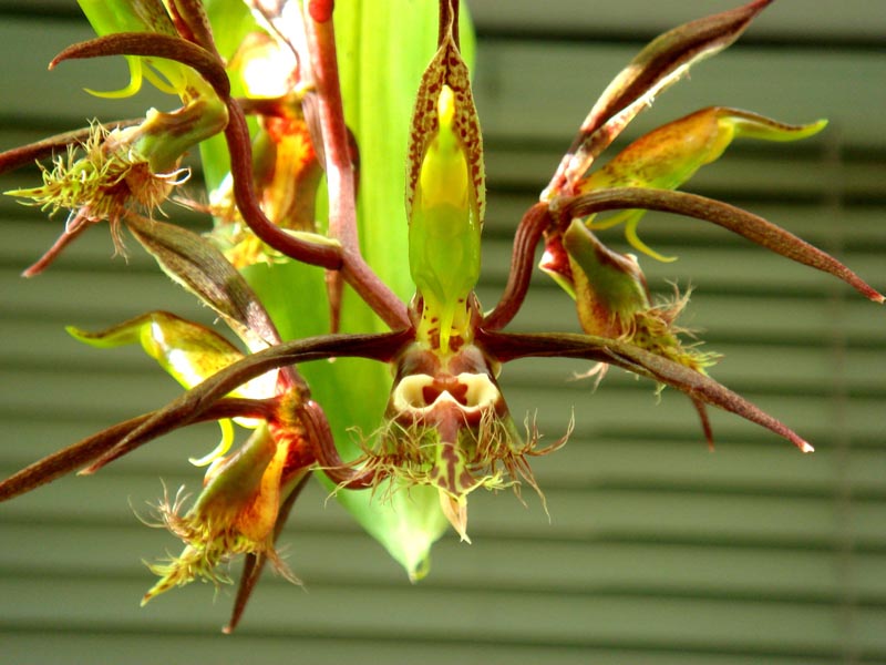 Catasetum schunkei.JPG