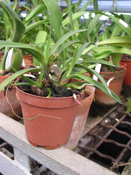 Neofinetia falcata.jpg