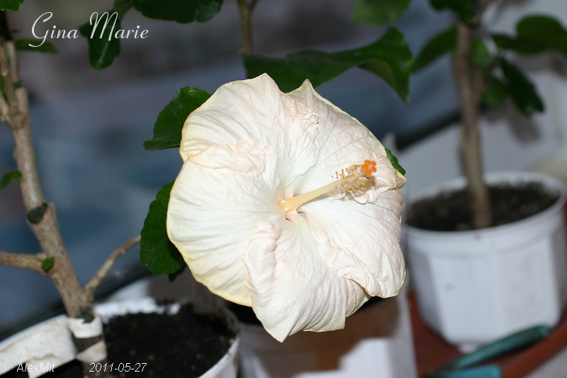 IMG_2174s.JPG