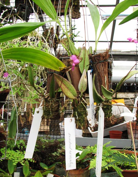 Nageliella purpurea.jpg