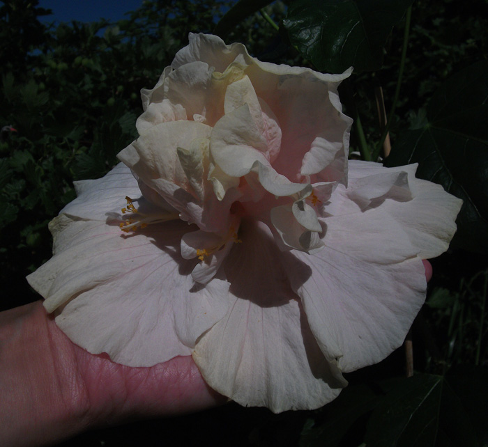 DSCF2868_700.jpg
