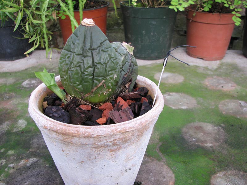 Lycaste Jean Tolliday Kendolie1.jpg