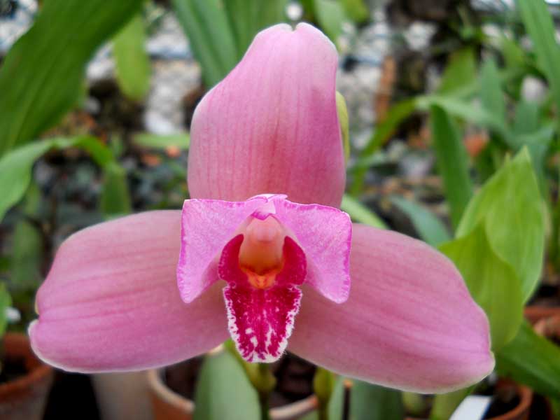 Lycaste Jean Tolliday Kendolie 3.jpg