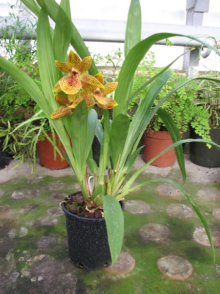 Propetalum Hark.jpg