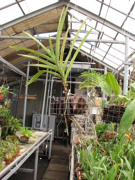 Aranda Bogus Sun Spot.jpg