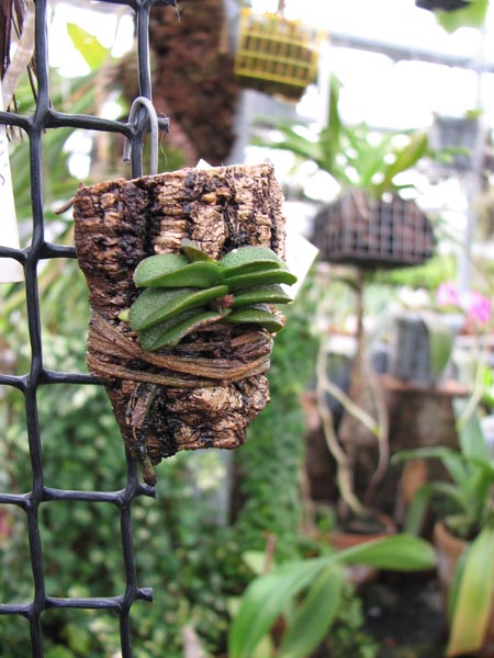 Schoenorchis fragrans.jpg