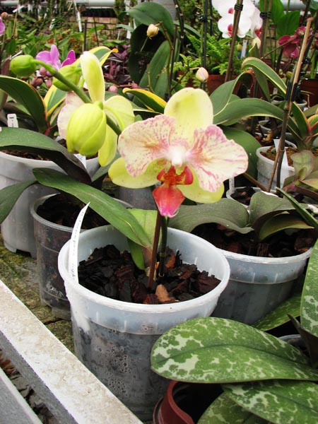 Phal hybrid 7.jpg