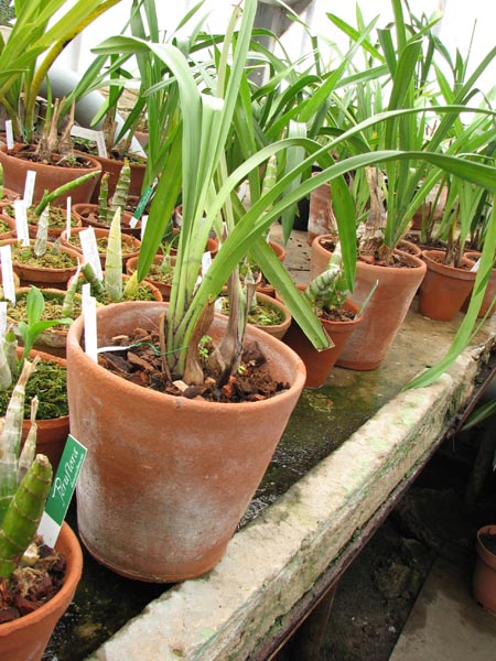 Cymbidium Supernova Redhead.jpg