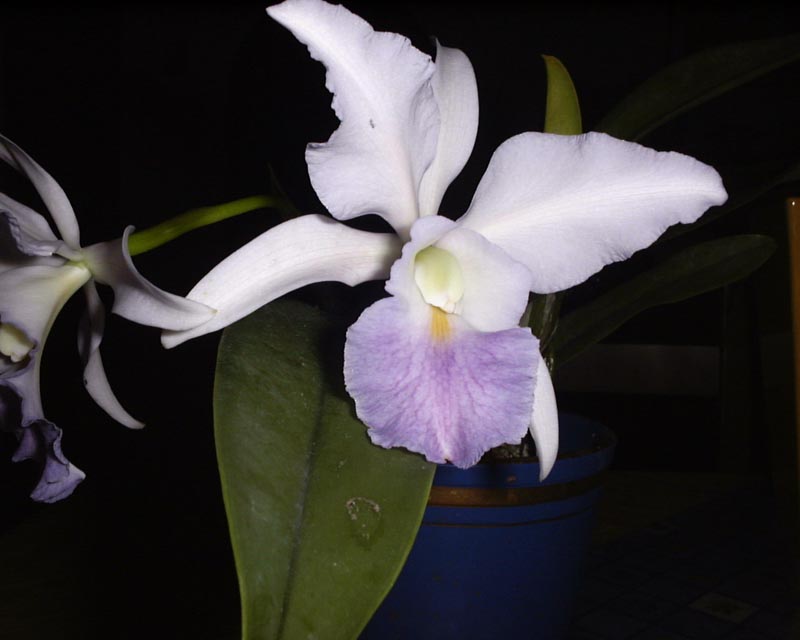 Cattleya mossiae coerulea x walkeriana coerulea.JPG