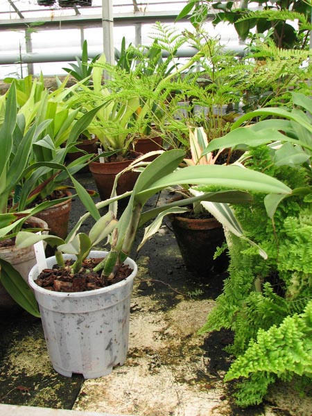 Cattleya maxima 6.jpg