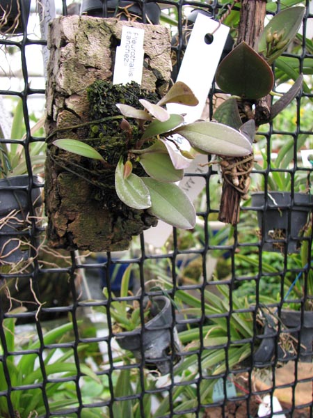 Pleurothallis sanchezii.jpg