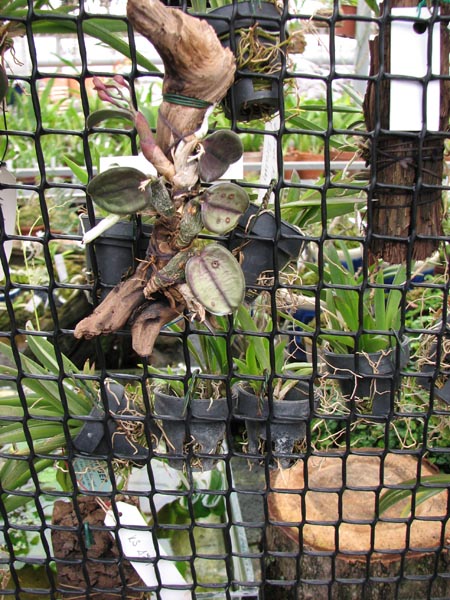 Sophronitis cernua 3.jpg