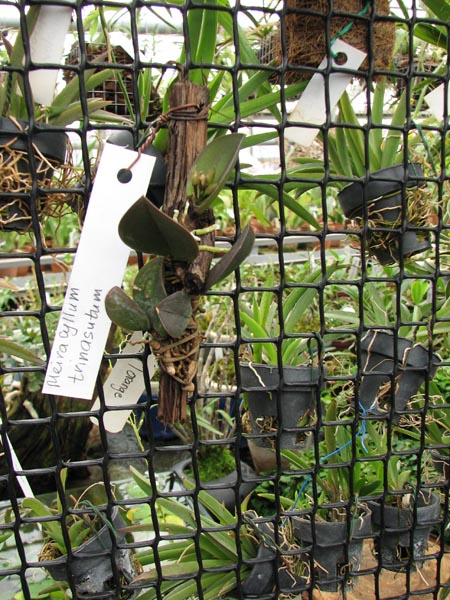 Meiracyllum trinasutum 1.jpg