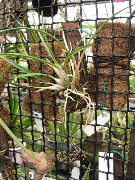 Sophronitis violacea.jpg