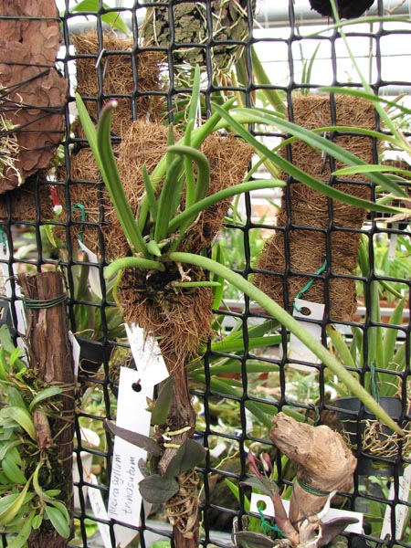 Leptotes bicolor 1.jpg