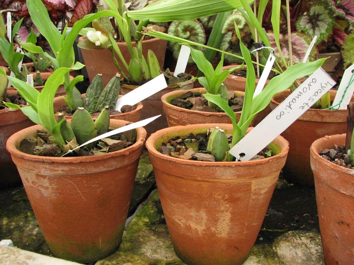 Lycaste aromatica.jpg