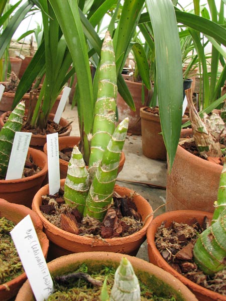 Mormodes rolfeana.jpg