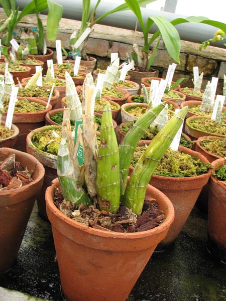 Catasetum incurvum.jpg