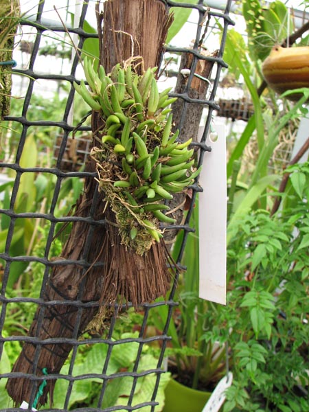 Pleurothallis leptotifolia.jpg