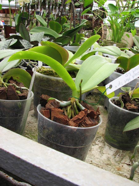 Phalaenopsis Lucifer Cloud Hot Lip x Phalaenopsis Doisaket Hot Lips.jpg