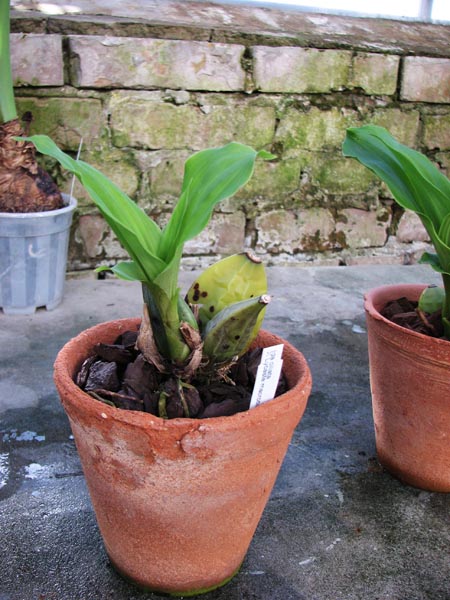 Ida ciliata x Lycaste macrobulbon.jpg