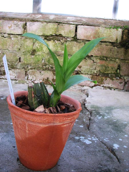 Lycaste cruenta.jpg