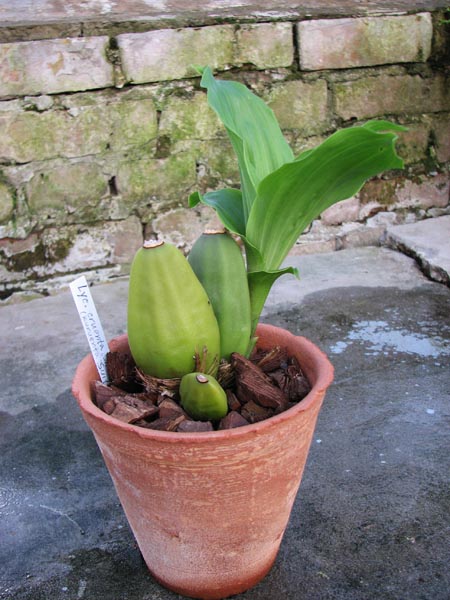 Lycaste cruenta Sweet Fragrance 1.jpg