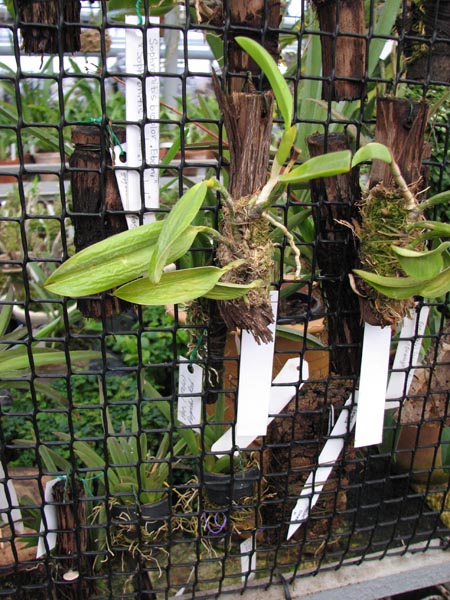 Laelia praestans Daniel XXX x Laelia praestans Dark Lip 1.jpg